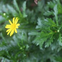 Euryops chrysanthemoides (DC.) B.Nord.